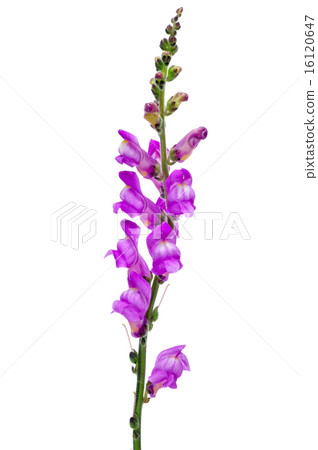 violet snapdragon 16120647