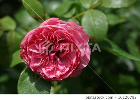 Roses 16120782