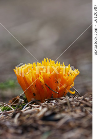 small coral mushroom 16120987