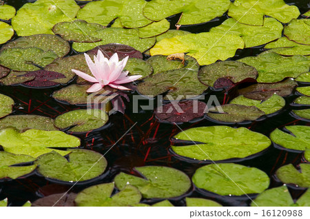 Waterlily On The Water Waterlily On The Water 16120988