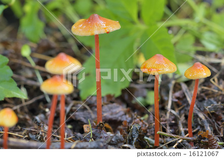 紅Chishiotake 16121067