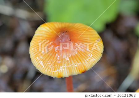 紅Chishiotake 16121068