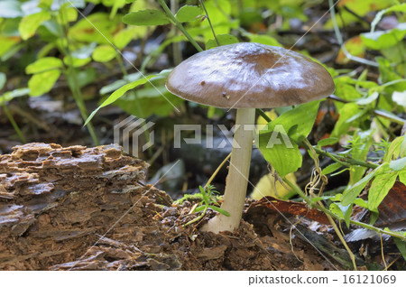 Urabenigasa 16121069