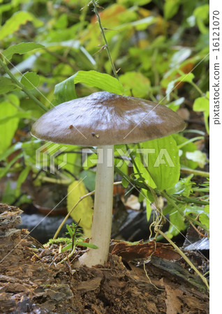 Urabenigasa 16121070