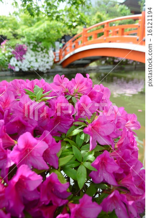 Azalea of Kyoto Shinsennen 16121194