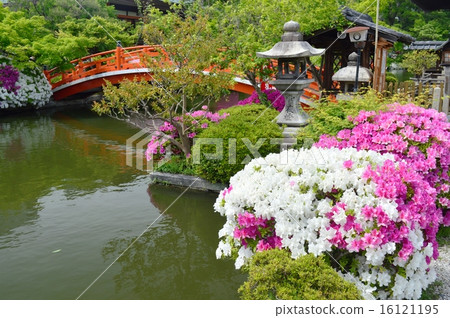 Azalea of Kyoto Shinsennen 16121195