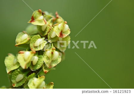 Raspberry (Yute) 16121923