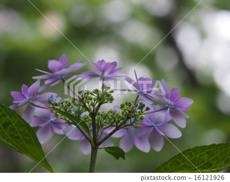 Lily purple hydrangea Lily purple hydrangea 16121926