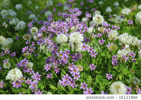 White clover and a purple flower flower 16121966