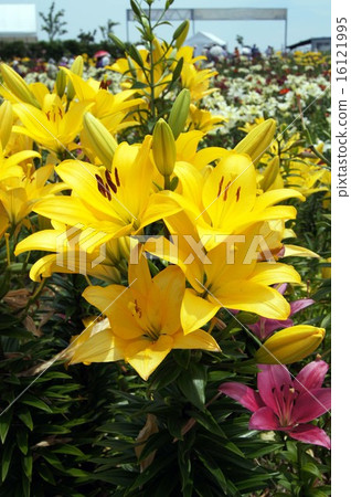 Lily flower Lily flower 16121995