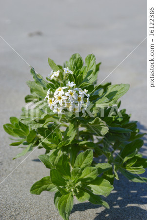 Flowers of snubskin 16122386