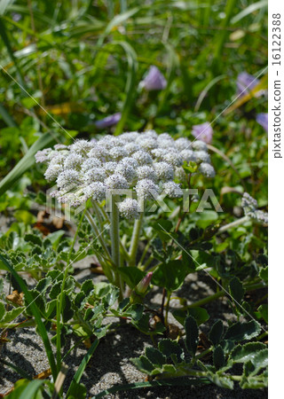 White flowers of Longhambo 16122388
