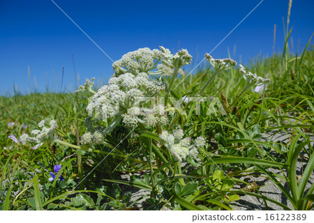 White flowers of Longhambo 16122389