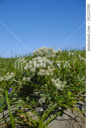 White flowers of Longhambo 16122390