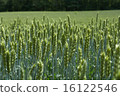 Small wheat fields in Iwate Prefecture 16122546