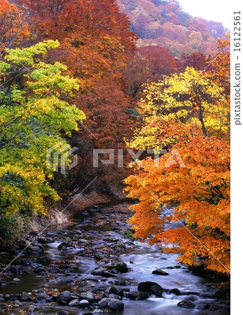 北海道秋葉 北海道秋葉 16122561