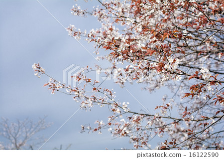 山櫻花與天空背 16122590