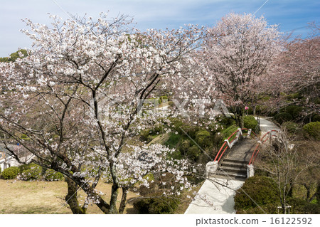 Kobashi and cherry blossoms Kobashi and cherry blossoms 16122592