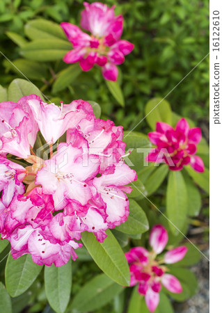 Rhododendron flowers from white to pink 16122610