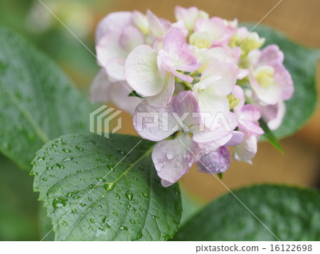 The rainy pink color hydrangea The rainy pink color hydrangea 16122698