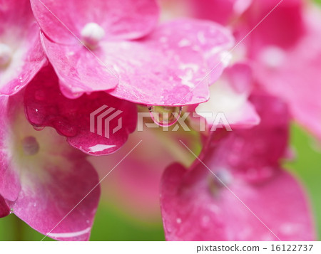 多雨的粉紅色繡球花 多雨的粉紅色繡球花 16122737