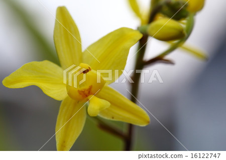 吐口水Togglotis vanverber比利時花 16122747