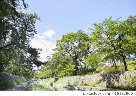 新鮮的綠色和流 16122960