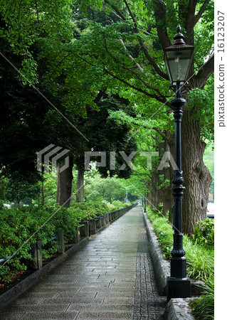 Fresh green tree lane and gas light 16123207