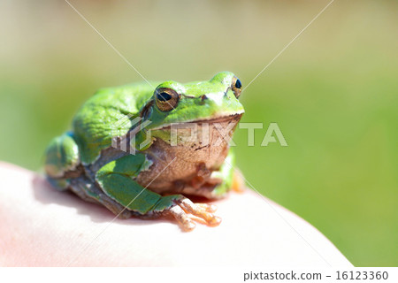 Green frog Green frog 16123360