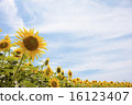 向日葵花 16123407