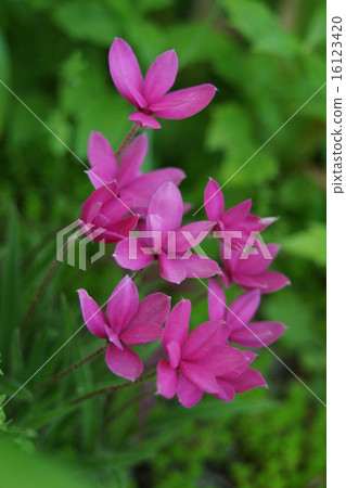 Small pink azu cherry blossoms 16123420