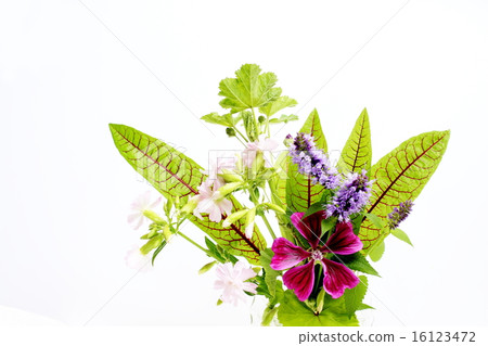 Arrangement of herbal flowers 16123472