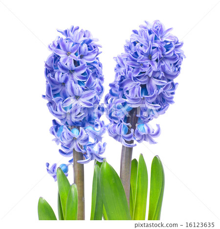 Blue hyacinthes Blue hyacinthes 16123635