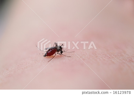 Mosquito sucking human's blood Mosquito sucking human's blood 16123978