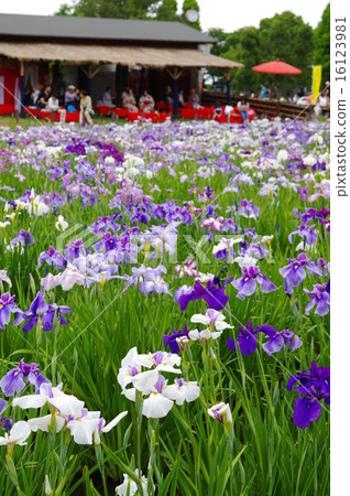 花鳶尾盛開 花鳶尾盛開 16123981