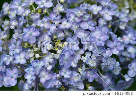 hydrangea hydrangea 16124098