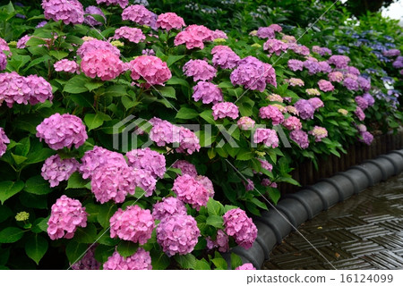 hydrangea hydrangea 16124099