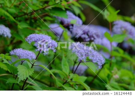 Uda noodlesha Uda noodlesha 16124448