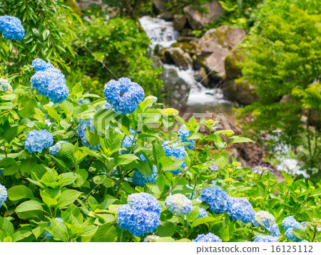 繡球花組2 16125112