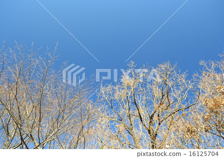 Winter blue sky and beautiful trees (Noda Park, Machida City, Tokyo) 16125704
