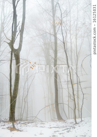 Winter forest 16125831