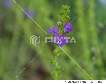 Flying snow 16125868