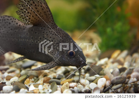 Colorful fish in aquarium Colorful fish in aquarium 16125939