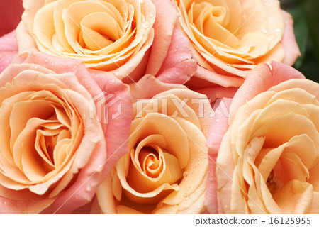 Bunch of orange and red beautiful roses. 16125955