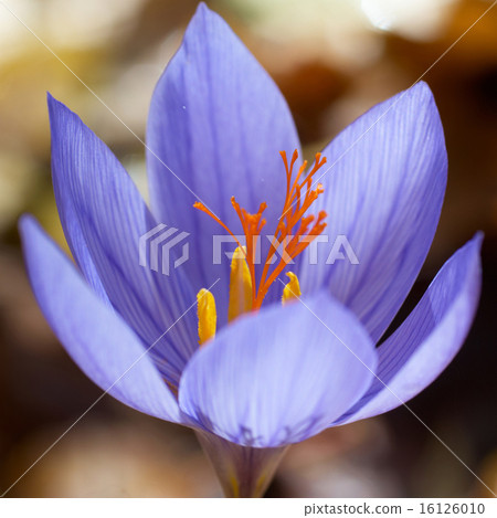 Crocus ligusticus 16126010