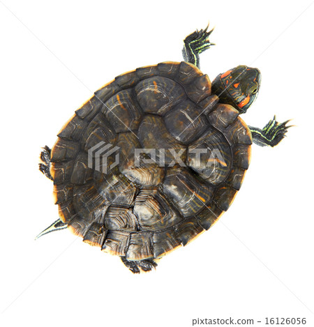 Red ear turtle 16126056