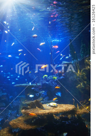 Tropical fish near coral reef Tropical fish near coral reef 16126425