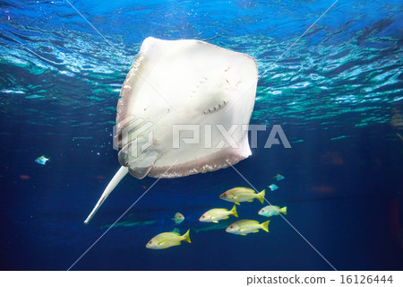 Manta ray floating underwater 16126444