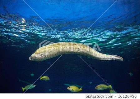 Moray hunting underwater Moray hunting underwater 16126456