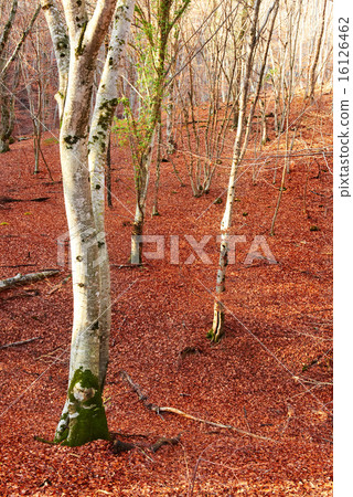 Autumn forest. Autumn forest. 16126462